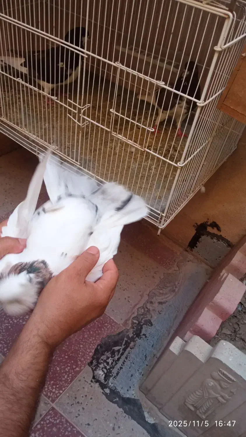 کبوتر|پرنده|کازرون, |دیوار