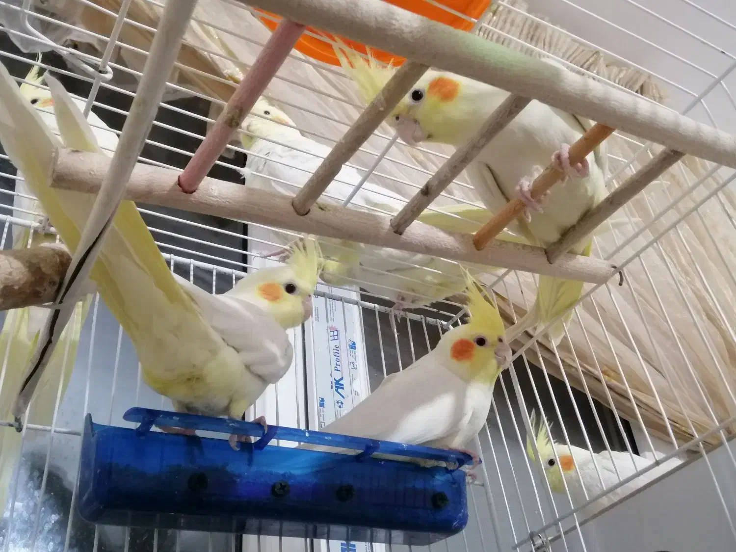 پرنده عروس هلندی|پرنده|گلبهار, نوبهار|دیوار