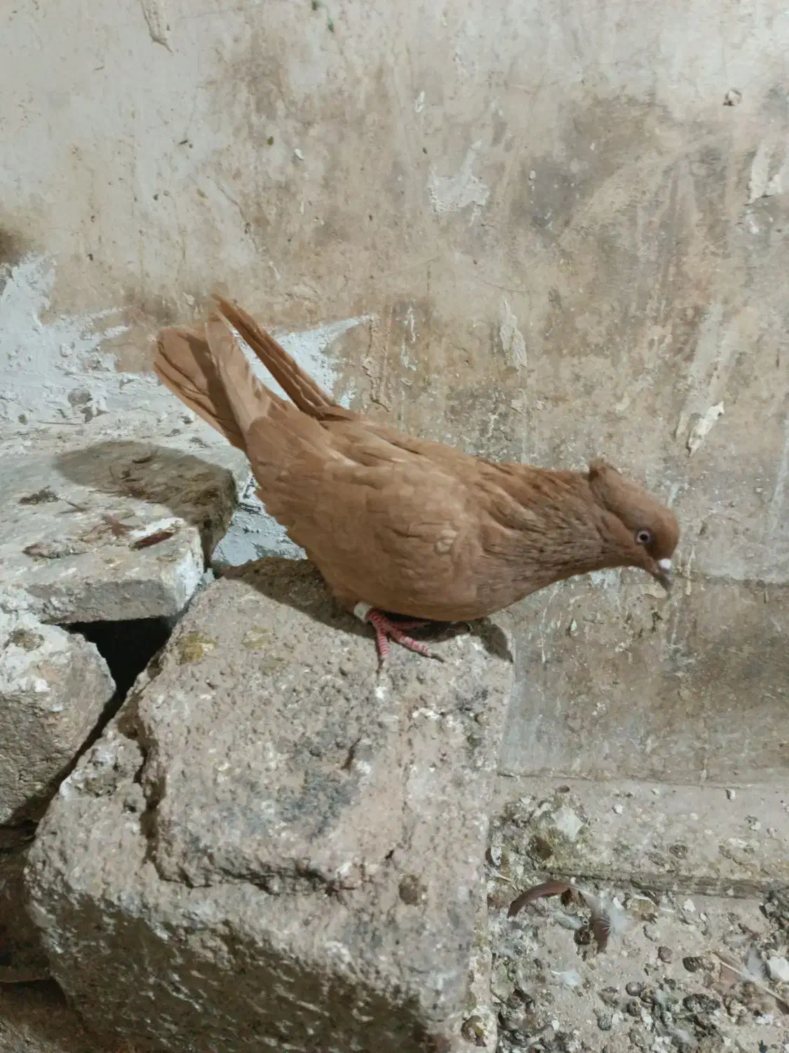 کبوتریرنگ|پرنده|بروجرد, |دیوار