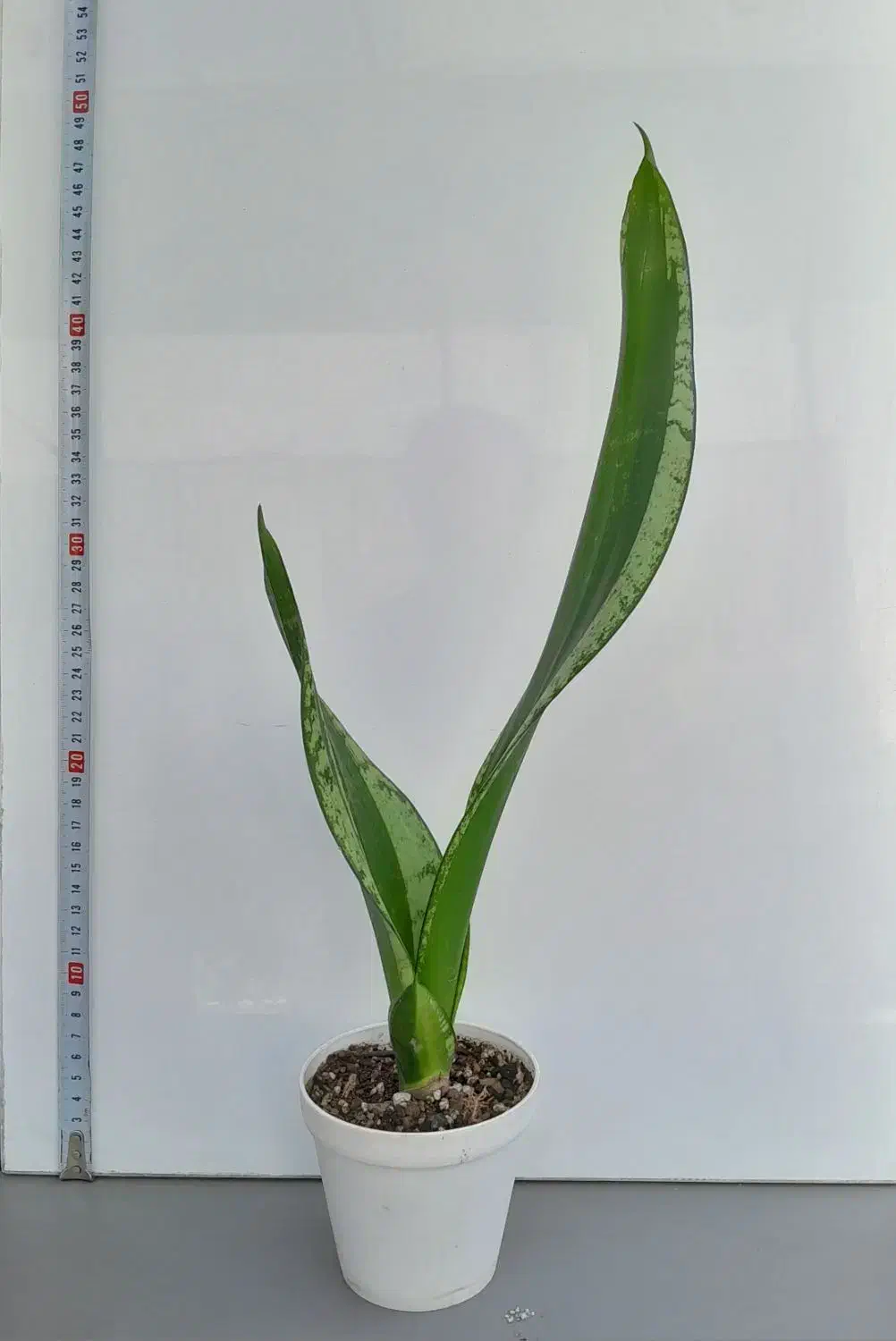 سانسوریا|گل و گیاه طبیعی|تهران, بنی‌هاشم|دیوار