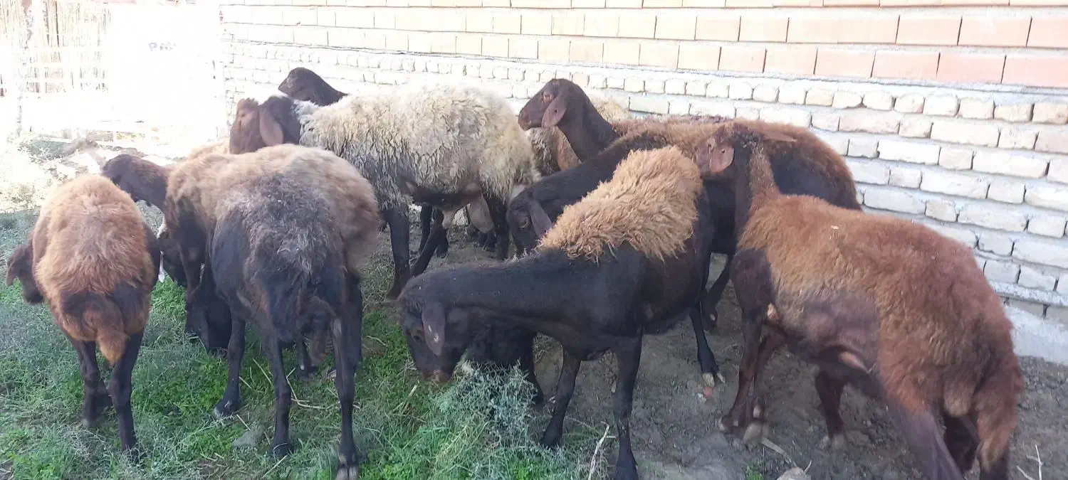 ۳تا بره مار ۳تا شیر کرده یک قوچ|حیوانات مزرعه|آق قلا, |دیوار