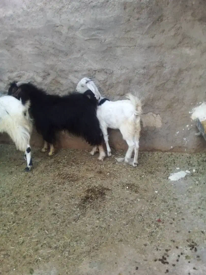 چپش وکهره ماده|حیوانات مزرعه|جویم, |دیوار