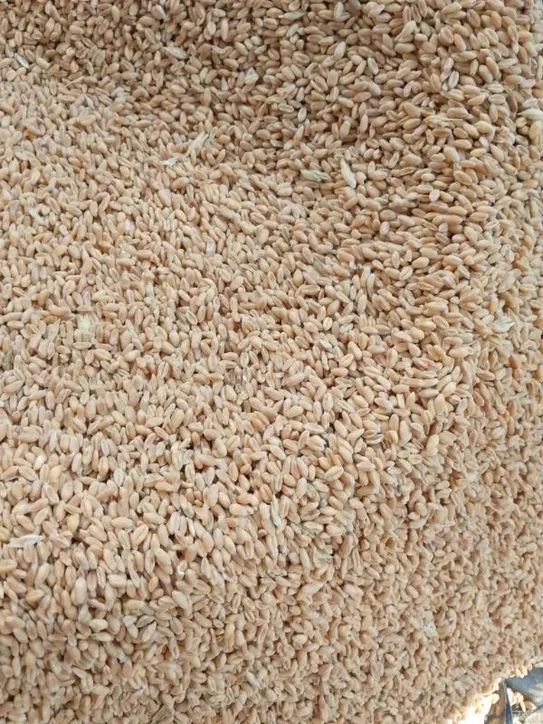 گندم|خوردنی و آشامیدنی|چناران, |دیوار