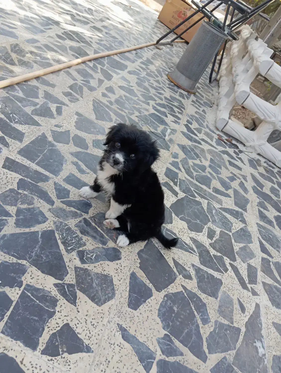 سگ شیتزو کراس ماده|سگ|اصفهان, بهاران|دیوار