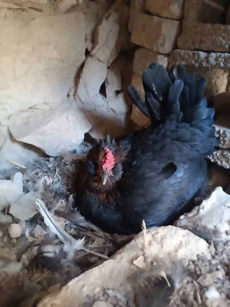 تخم مرغ نطفه دار گلین ریشی|حیوانات مزرعه|بهبهان, |دیوار