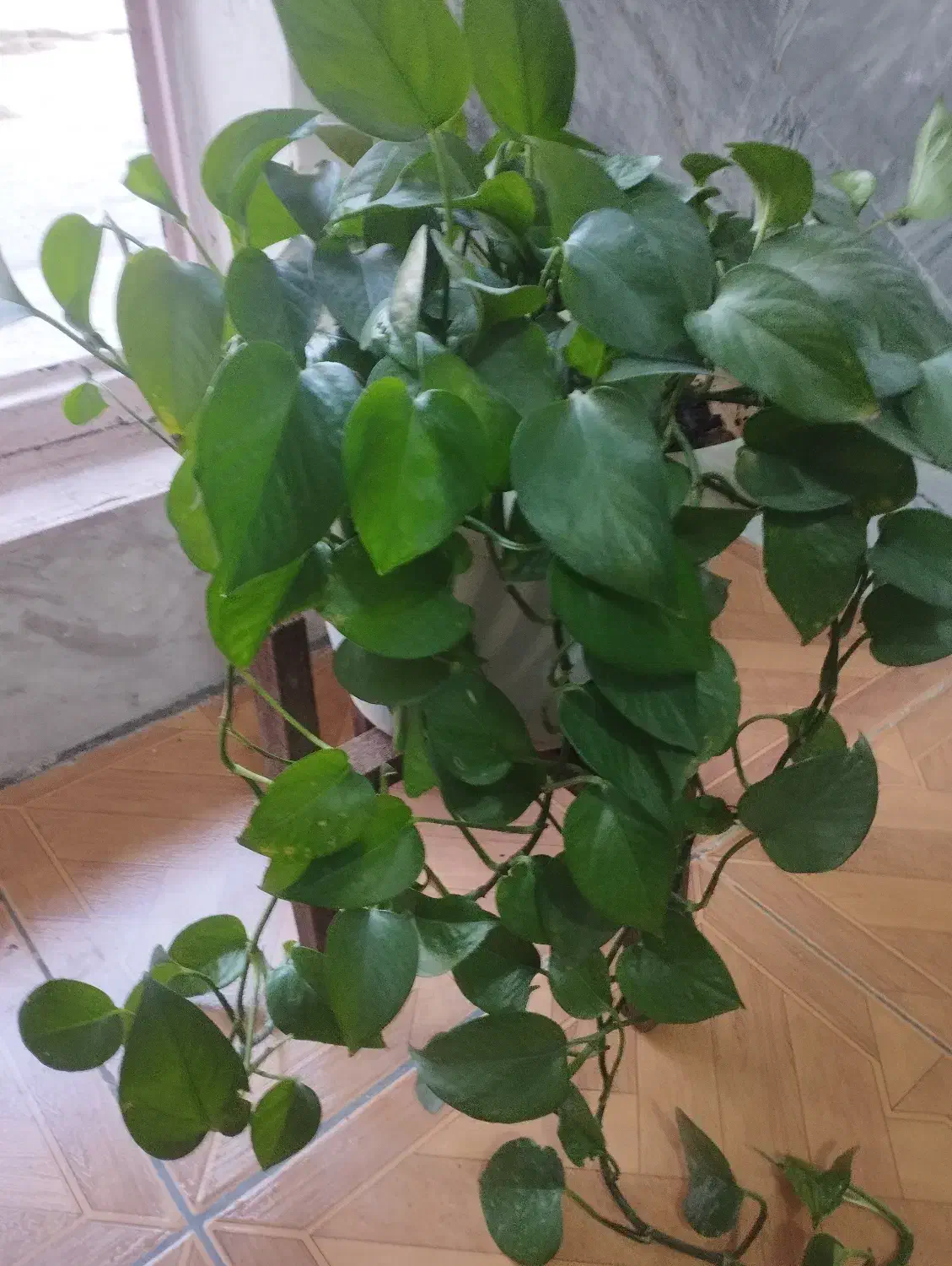 گل‌های آپارتمانی قیمتها متفاوتن|گل و گیاه طبیعی|جوانرود, |دیوار