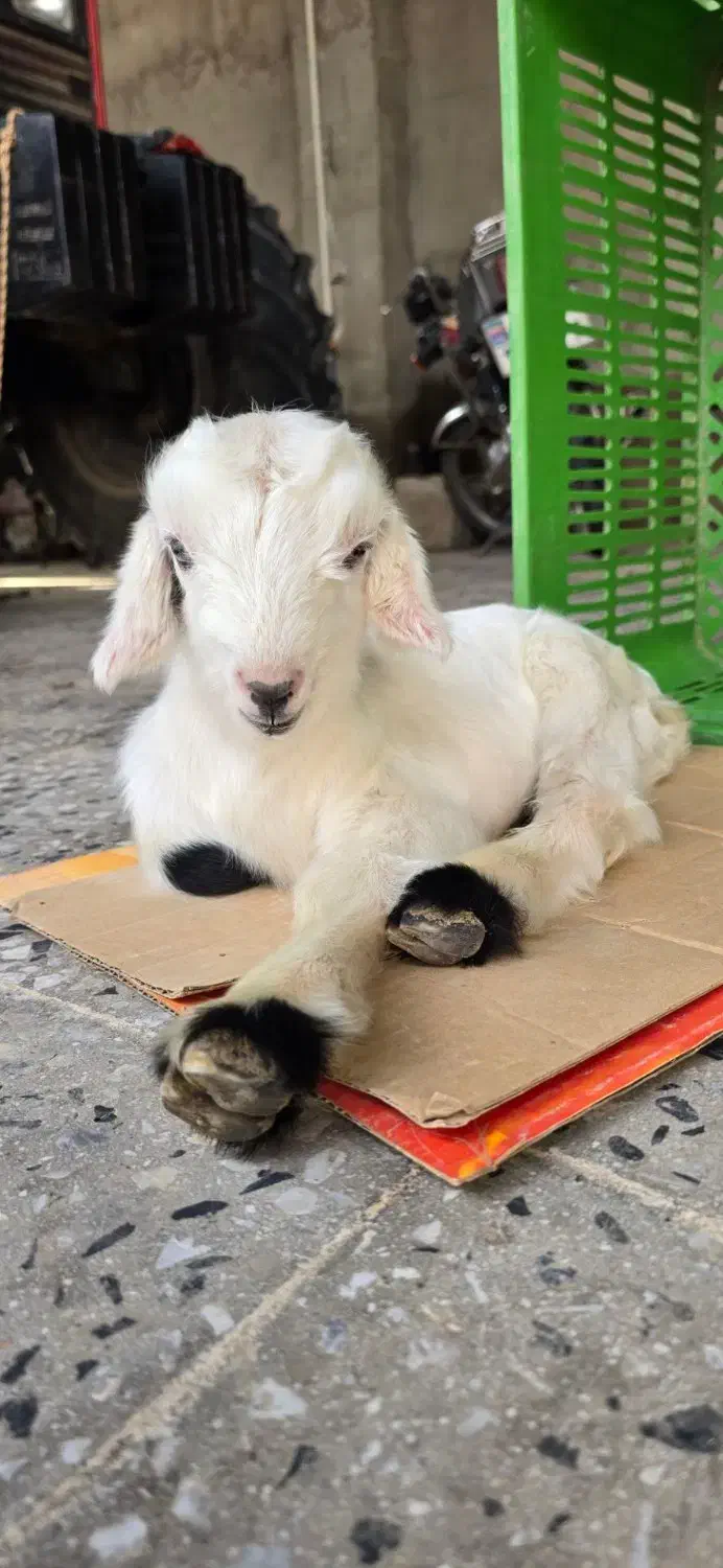 بزوبزغاله|حیوانات مزرعه|شوشتر, |دیوار