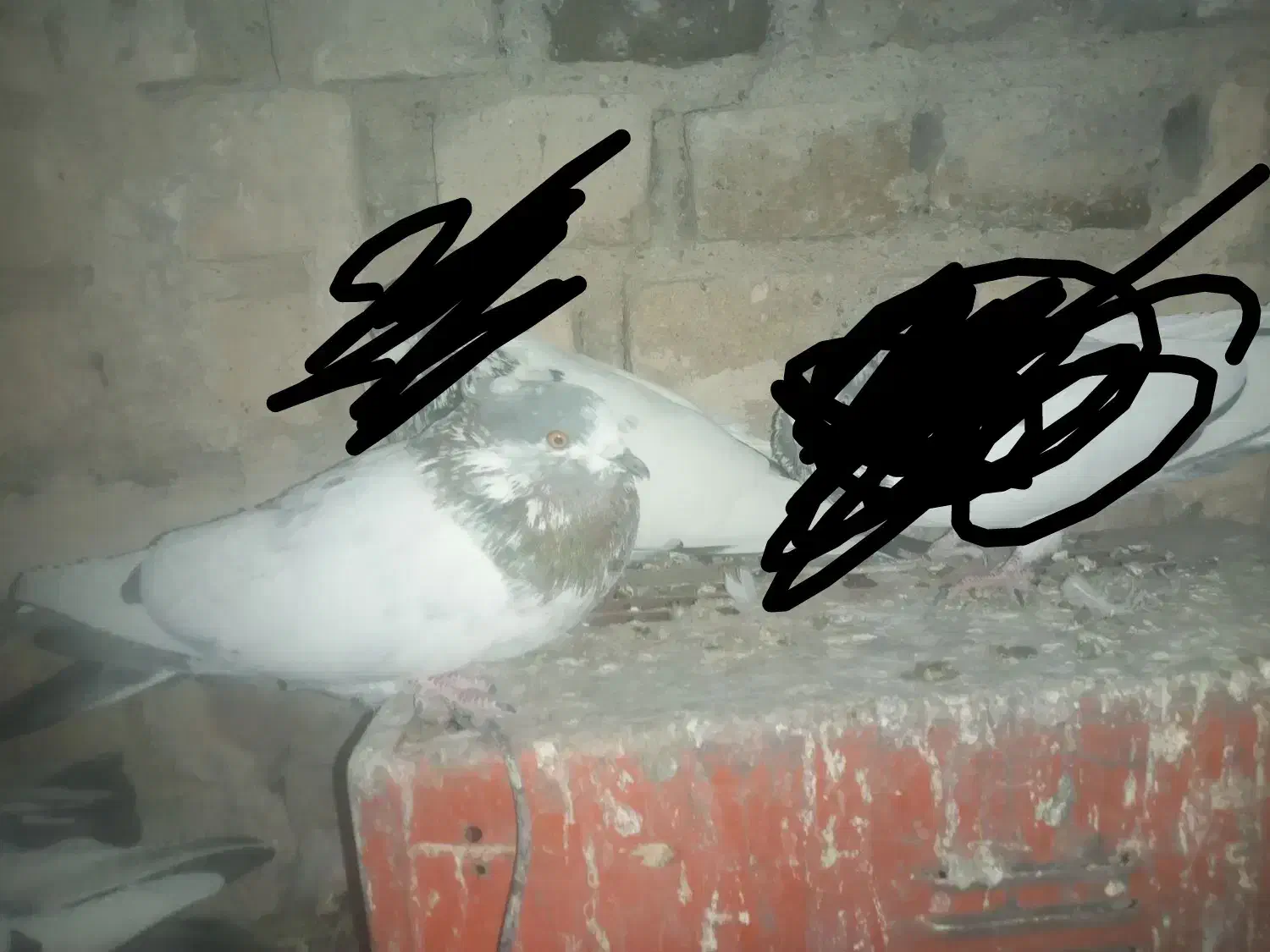 کله دمسبز|پرنده|شیروان (لرستان), |دیوار