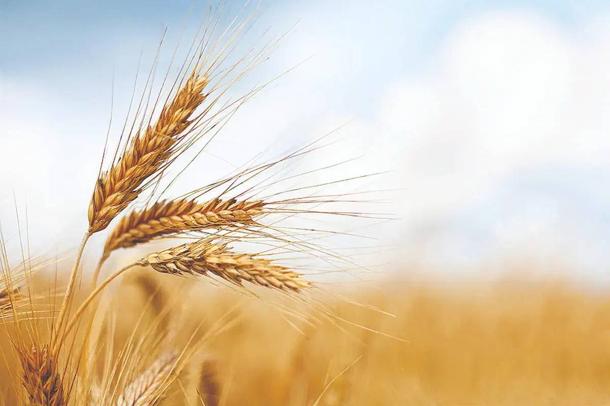 گندم شبرنگ بوجاری شده|خوردنی و آشامیدنی|سرپل ذهاب, |دیوار