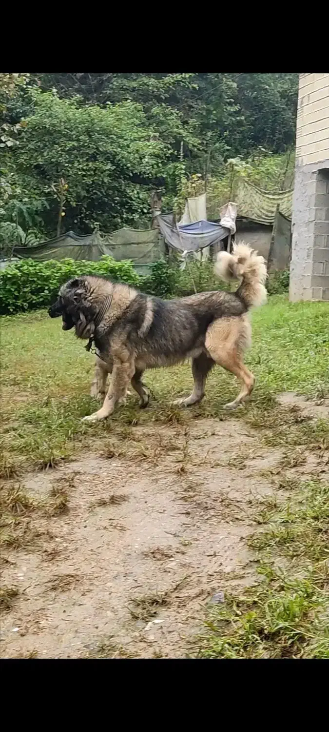 واگذاری سرابی ذات قدیم|سگ|رشت, یخسازی|دیوار