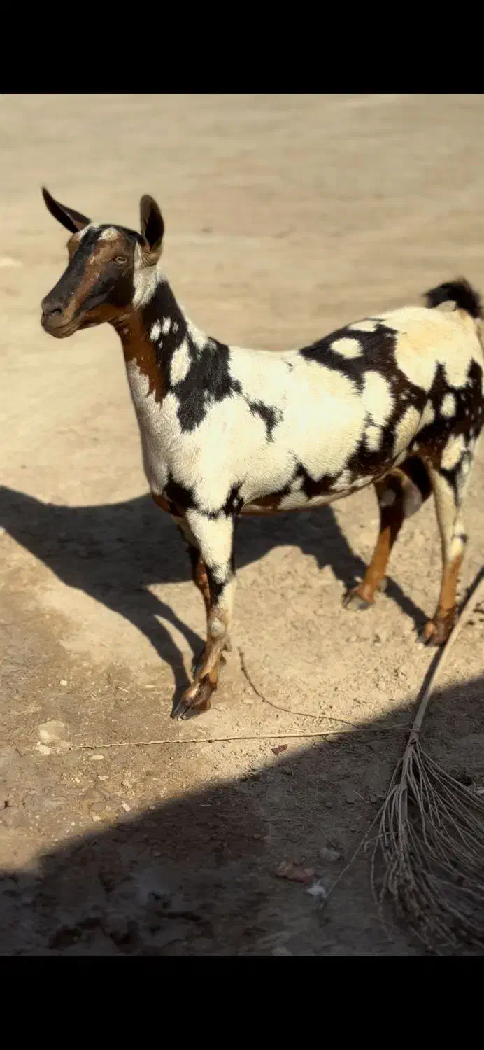 حیوونای اصیل|حیوانات مزرعه|تربت جام, میان جام|دیوار