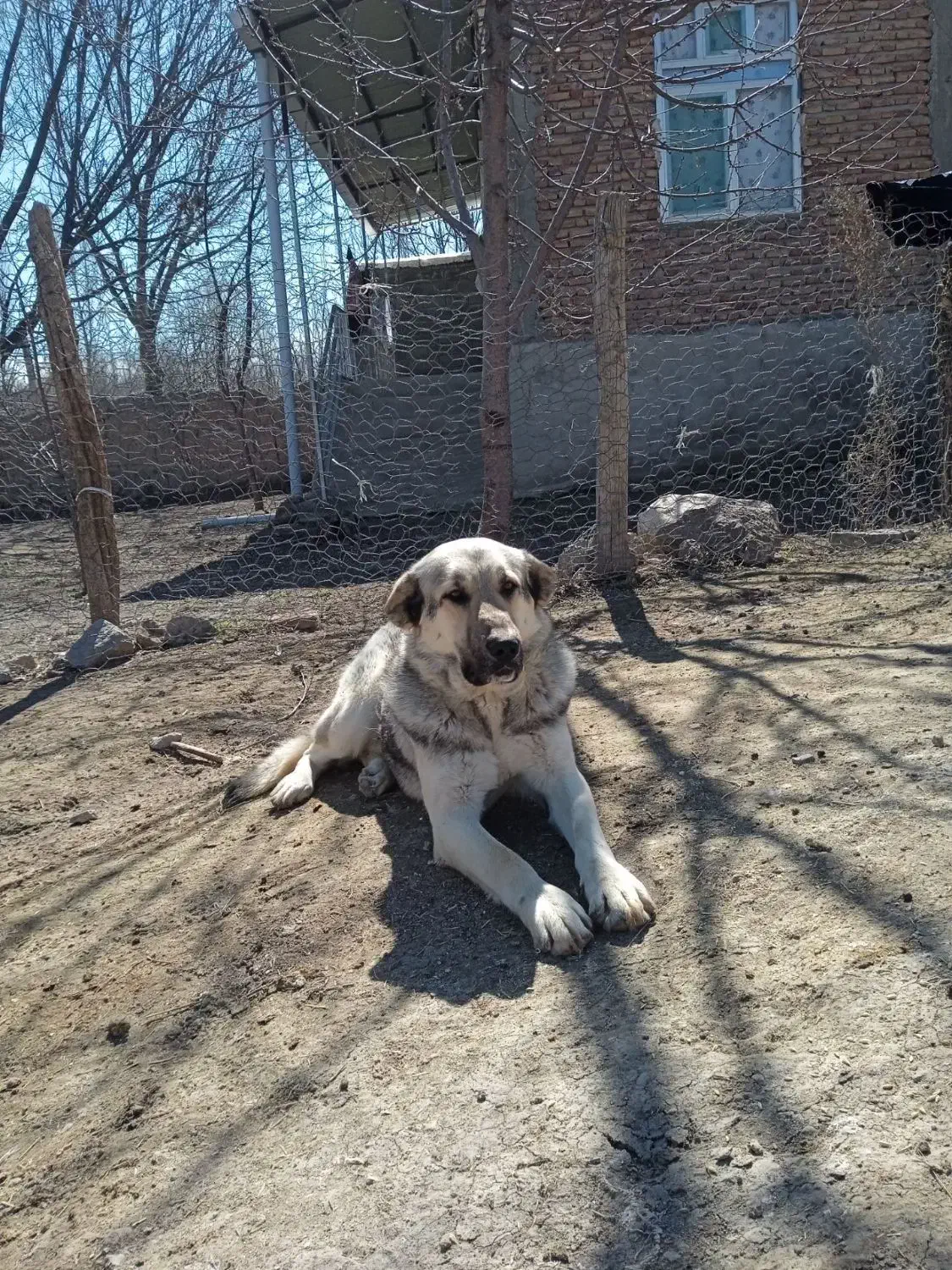 سگ عراقی|سگ|مشگین شهر, |دیوار