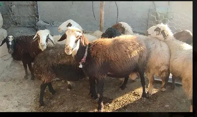 میش. گوسفند|حیوانات مزرعه|پاپی, |دیوار