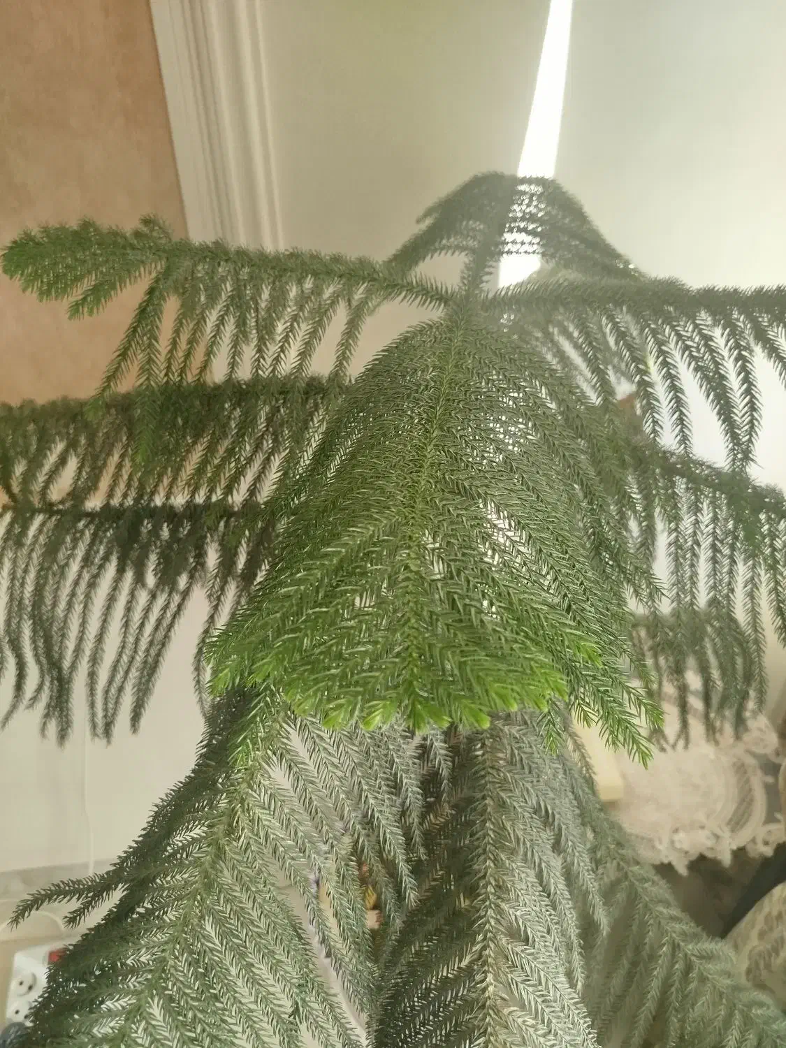 کاج مطبق|گل و گیاه طبیعی|کرج, عظیمیه|دیوار