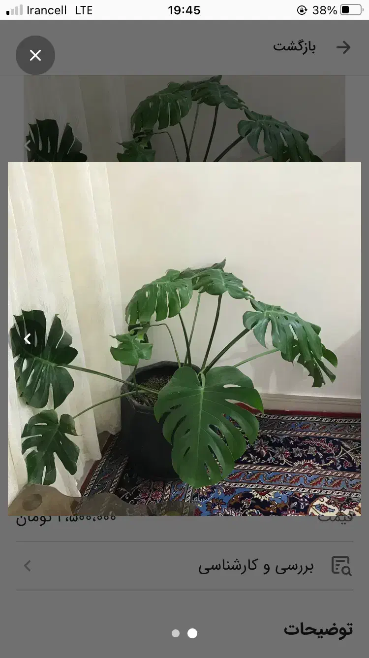 گل برگ انجیری|گل و گیاه طبیعی|قوچان, |دیوار