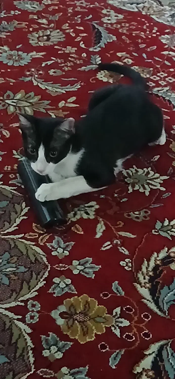 گمشده|گربه|قم, سالاریه|دیوار