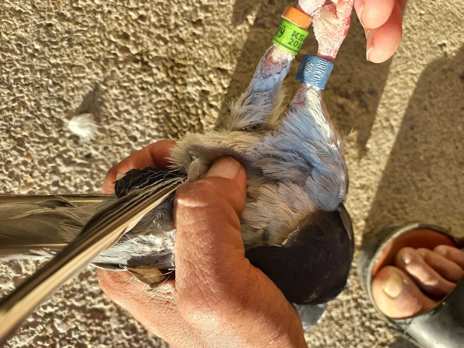 کبوتر|حیوانات|اهواز, کوی طلاب|دیوار