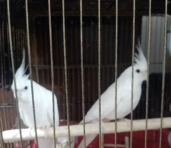 جفت عروس هلندی آلبینو|پرنده|خوی, |دیوار