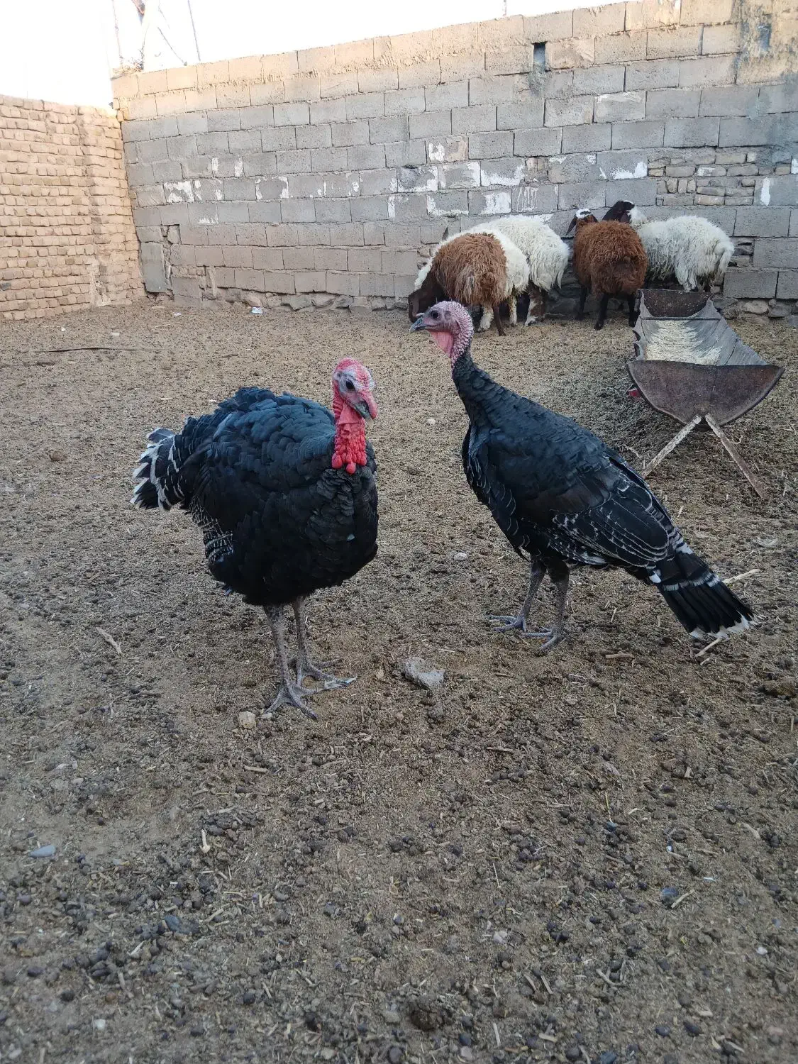 فروش یک جفت بوقلمون|حیوانات مزرعه|گناباد, |دیوار