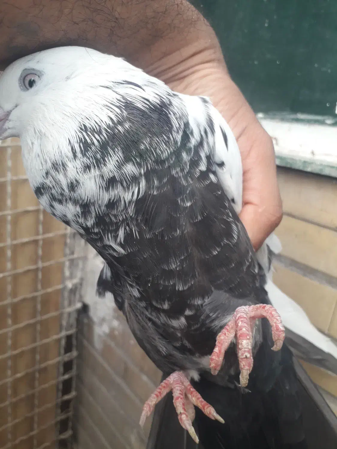 دم سیاه|پرنده|اهواز, پردیس|دیوار