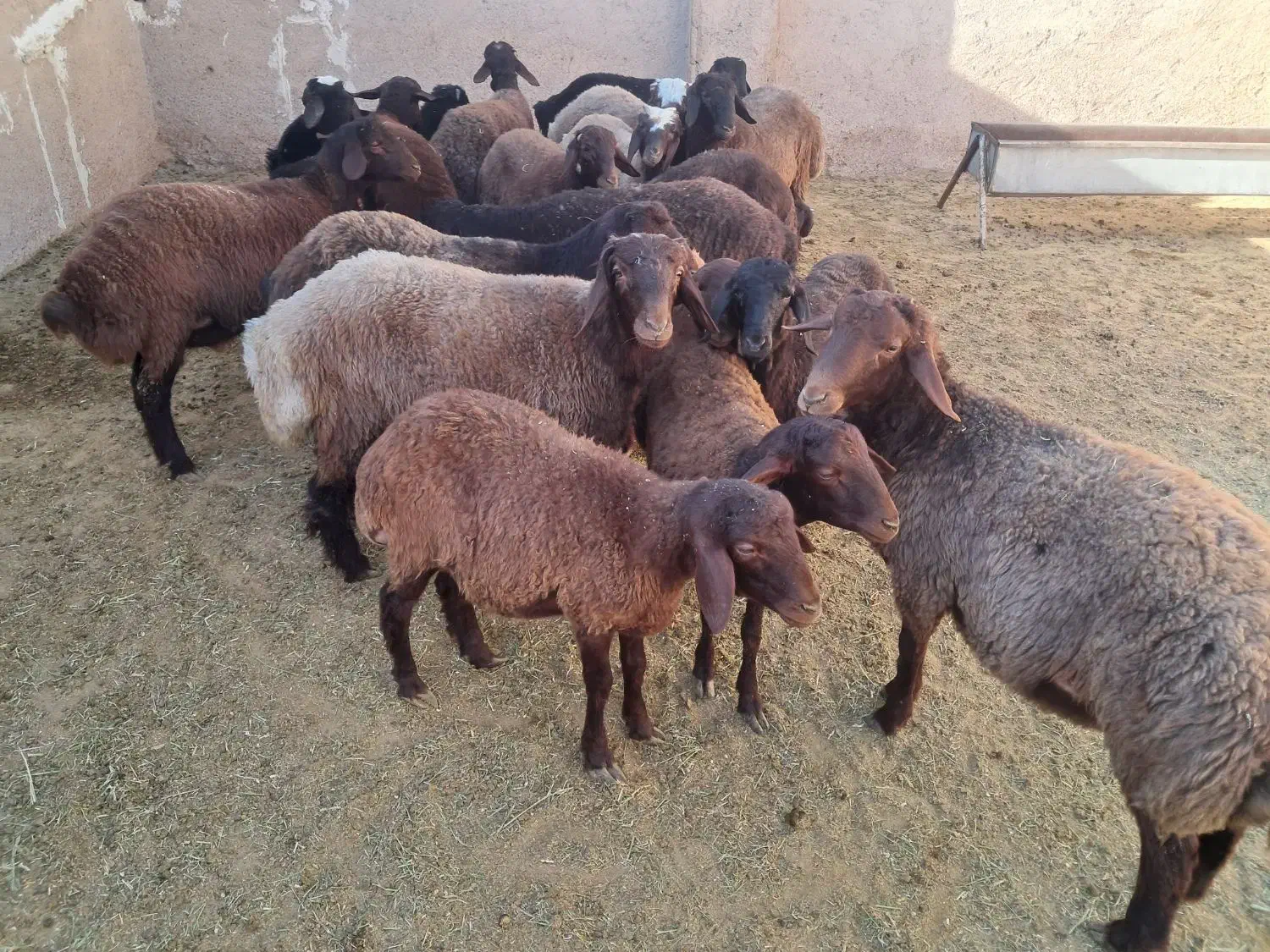 ۱۹راس بره نر افشار همو هترو|حیوانات مزرعه|مرودشت, تخت جمشید|دیوار