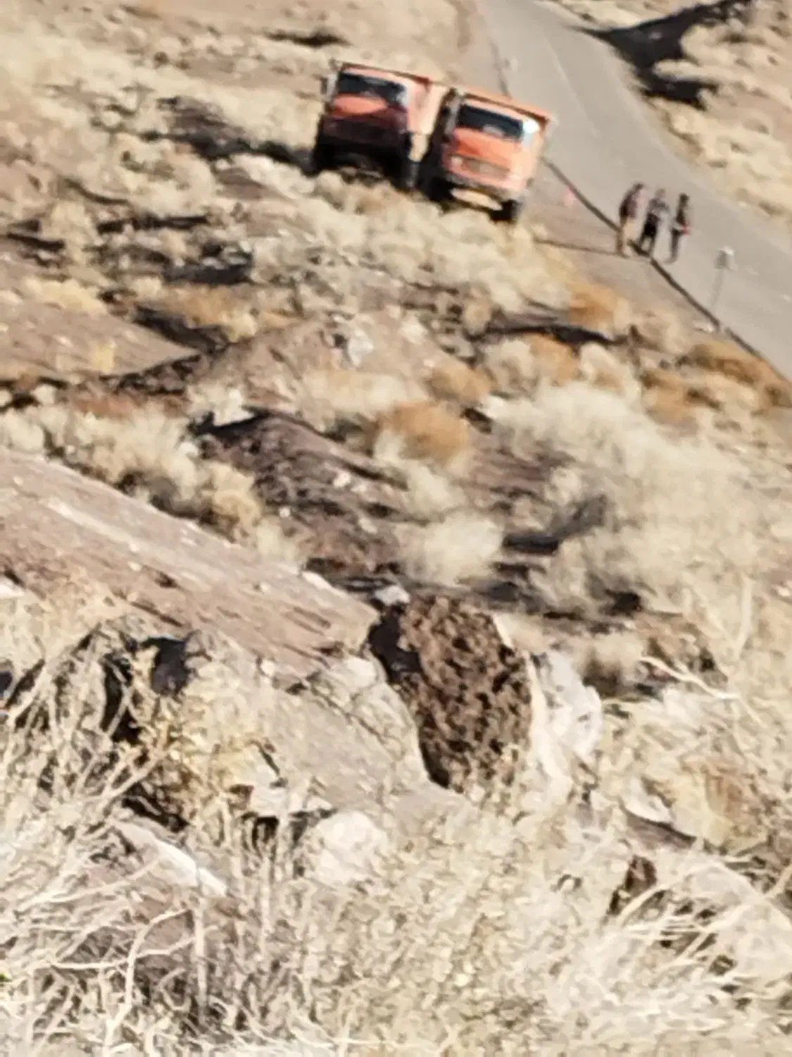 کاه|لوازم جانبی حیوانات|شهرکرد, |دیوار