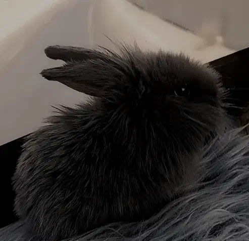 بچه خرگوش لوپ|موش و خرگوش|قائن, |دیوار