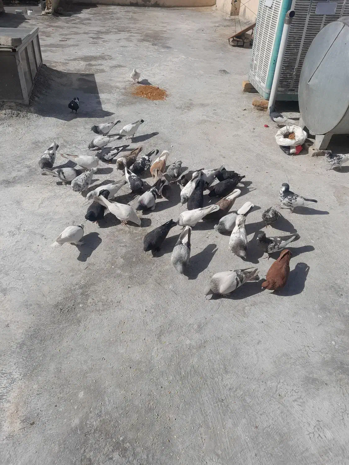 دس کفتری|پرنده|شیراز, جوادیه|دیوار