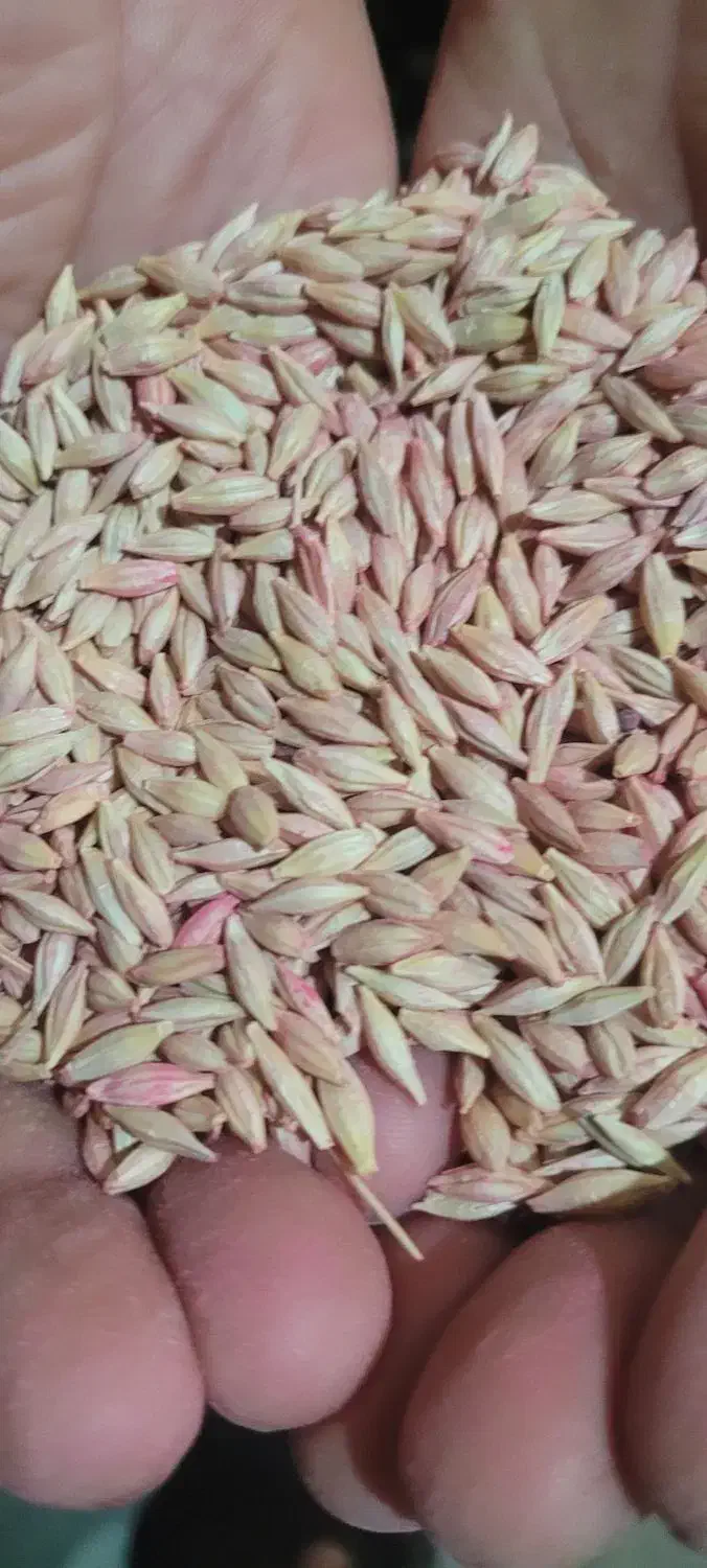 جوابی|گل و گیاه طبیعی|بروجرد, |دیوار