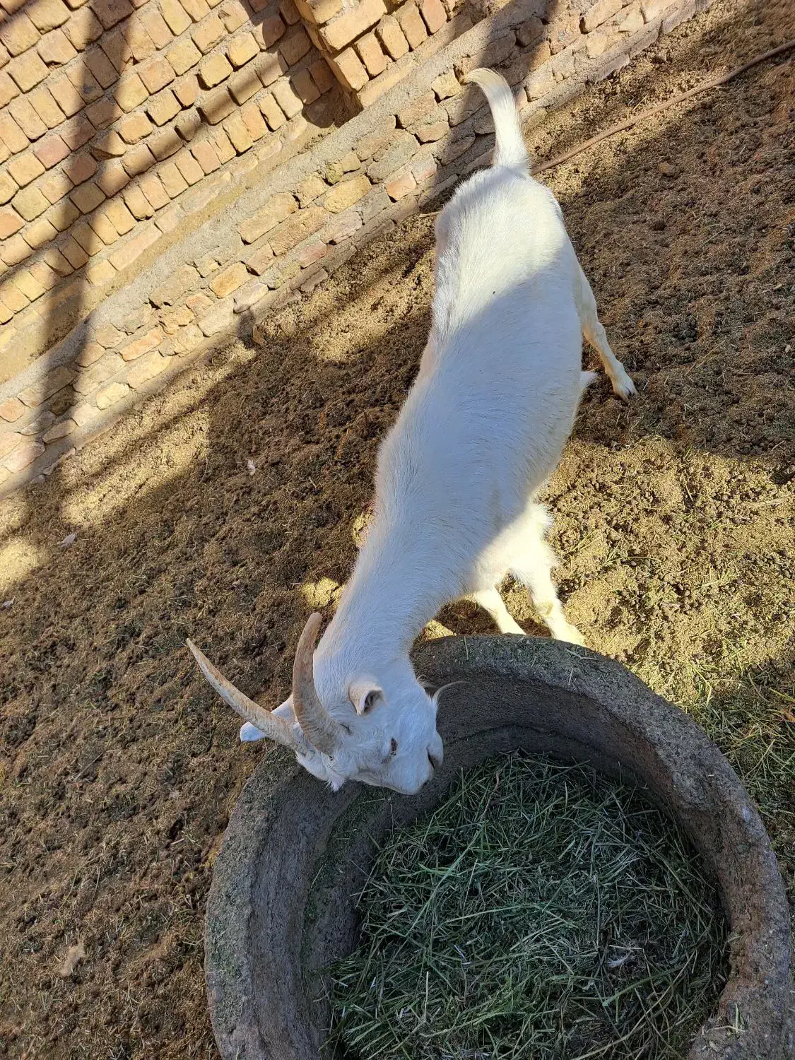 دوعددبز ثانن جوان ابستن|حیوانات مزرعه|گلپایگان, |دیوار
