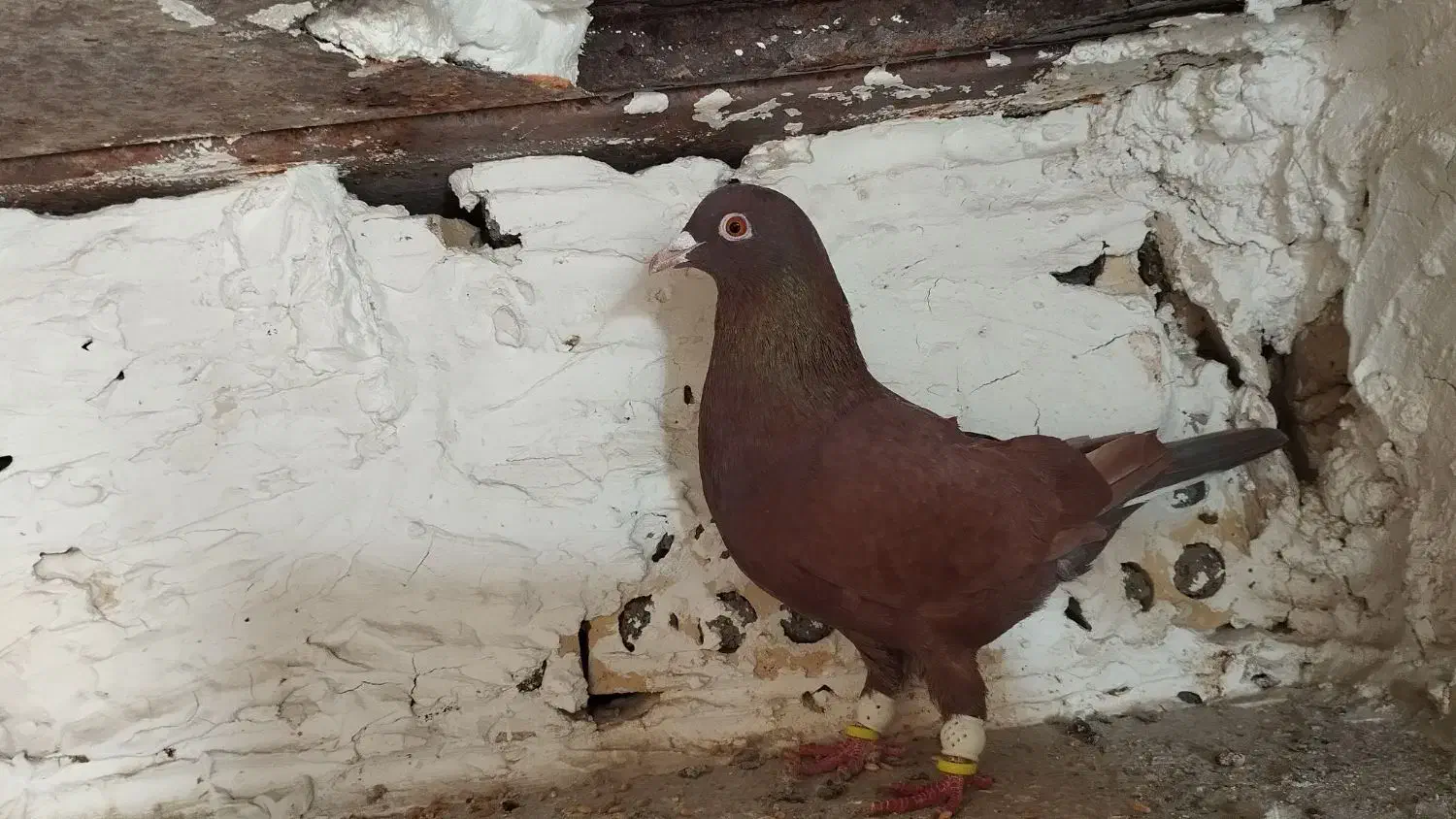 کبوتر سرخ|پرنده|مشهد, شهرک شیرین|دیوار