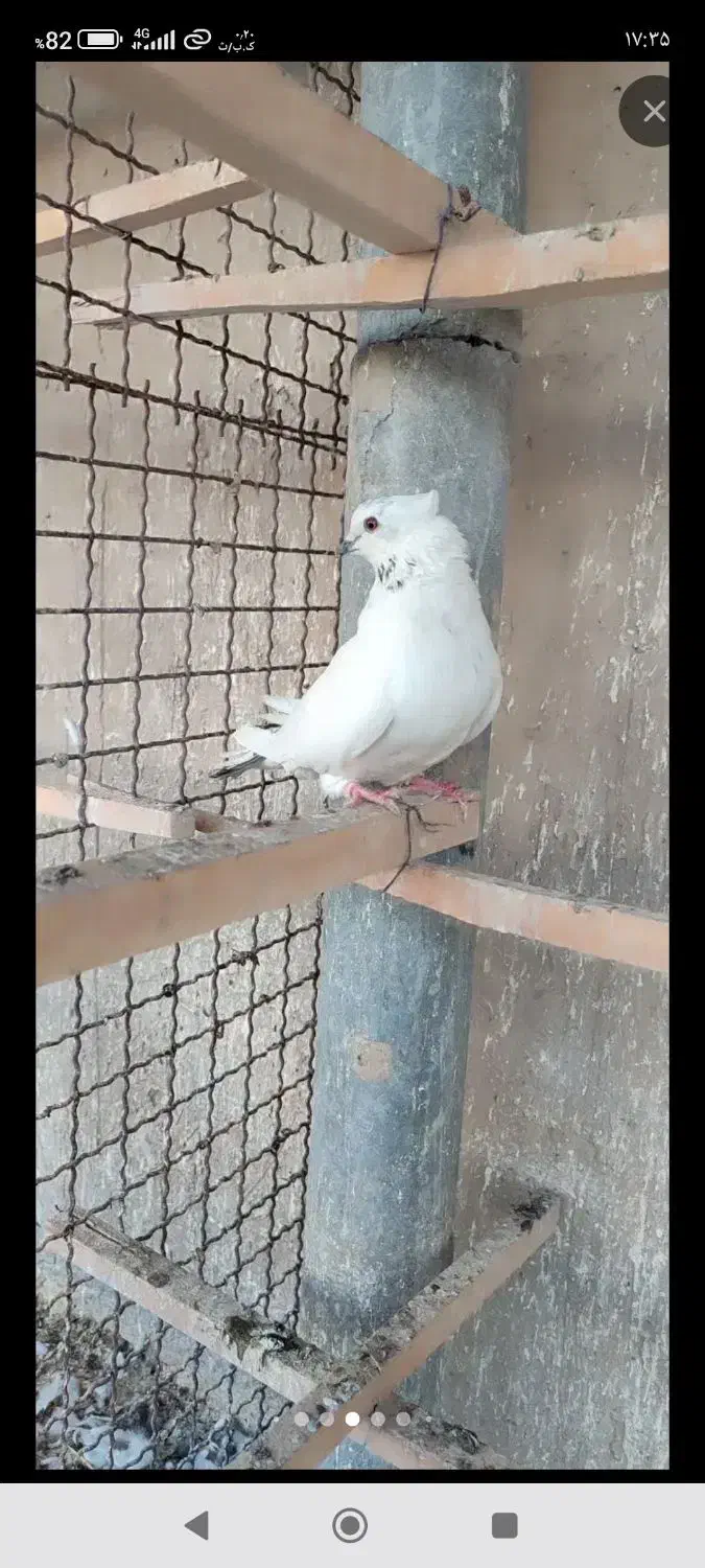 کفتر گم شده|حیوانات|ملایر, |دیوار