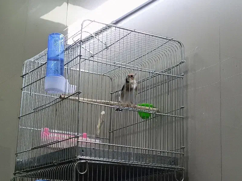 سهره|پرنده|نسیمشهر, |دیوار