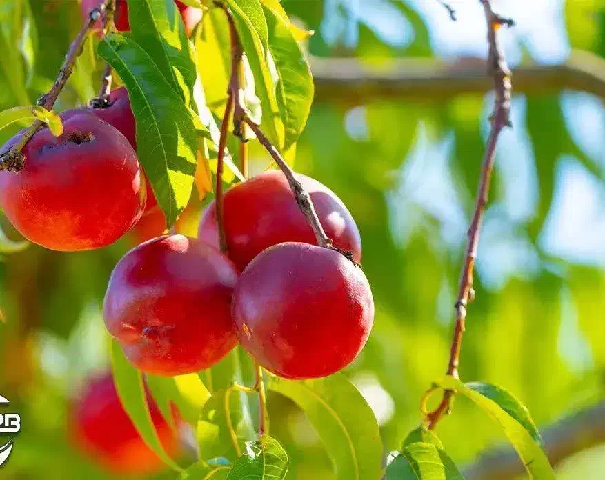 تولید نهال شلیل رفعتی|خدمات باغبانی و درختکاری|مشکیندشت, |دیوار