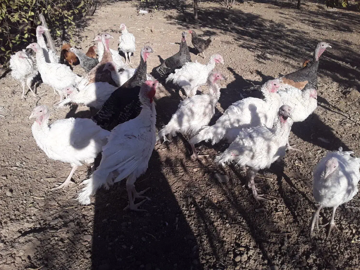 بوقلمون گوشتی طبیعی|حیوانات مزرعه|کامیاران, |دیوار