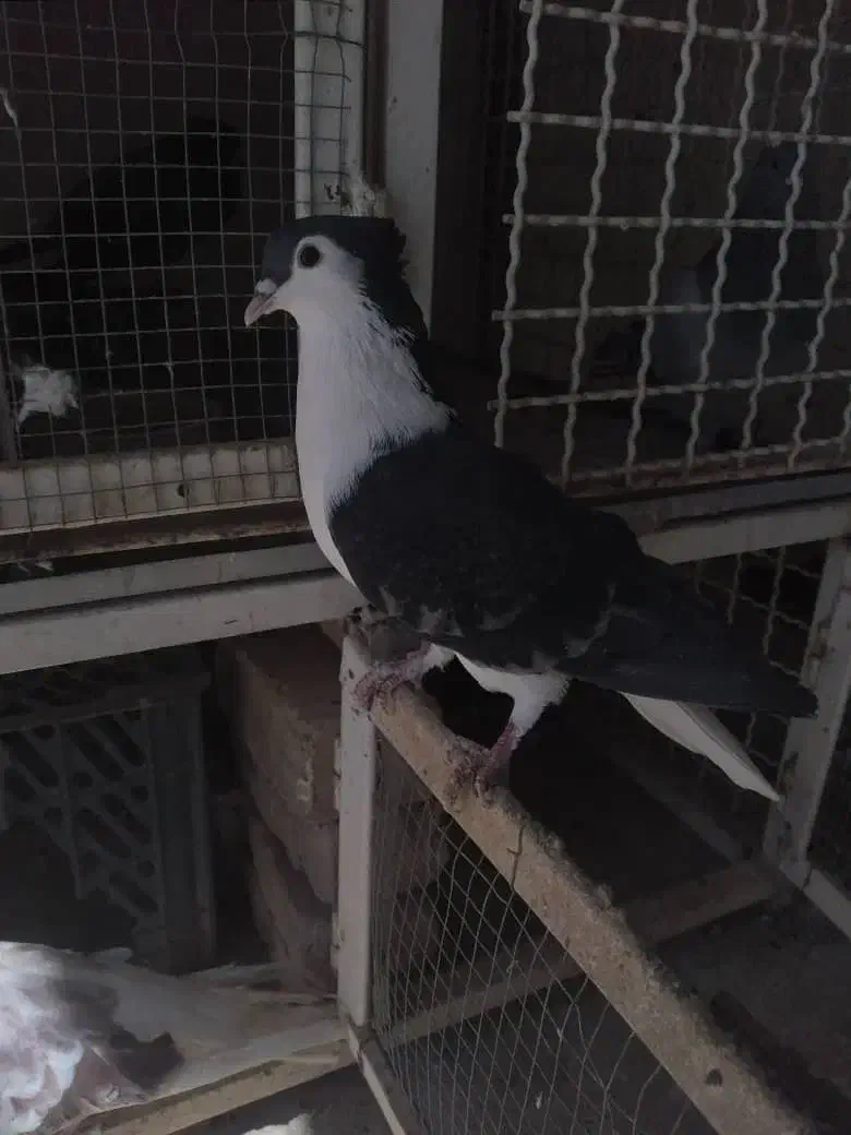 دمگیر و طوقی|پرنده|برخوار, |دیوار