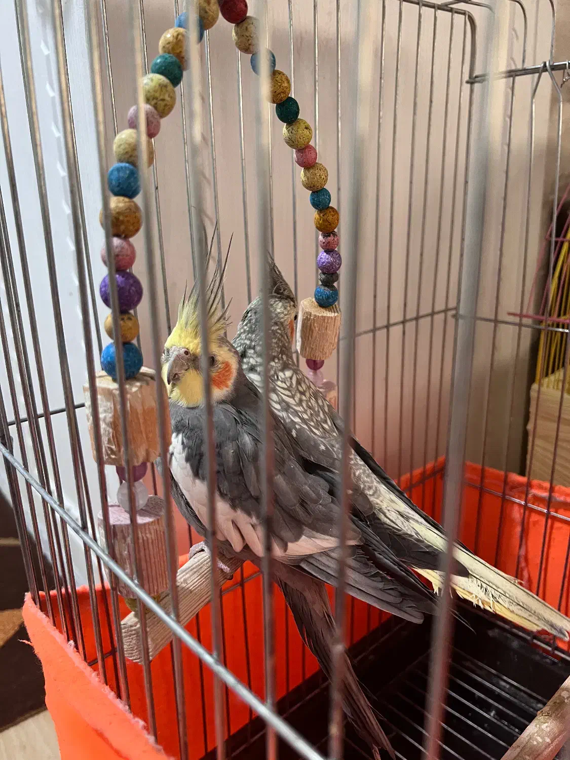 عروس هلندی سخنگو همراه چهار تخم|پرنده|قدس, شهرقدس|دیوار