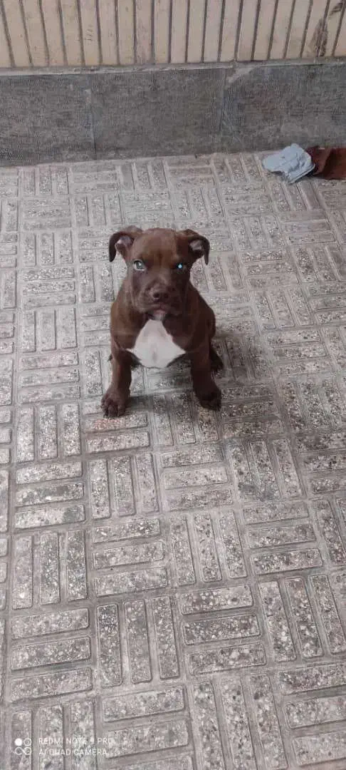 واگذاری توله سگ پیتبول|سگ|اصفهان, مهدی آباد|دیوار