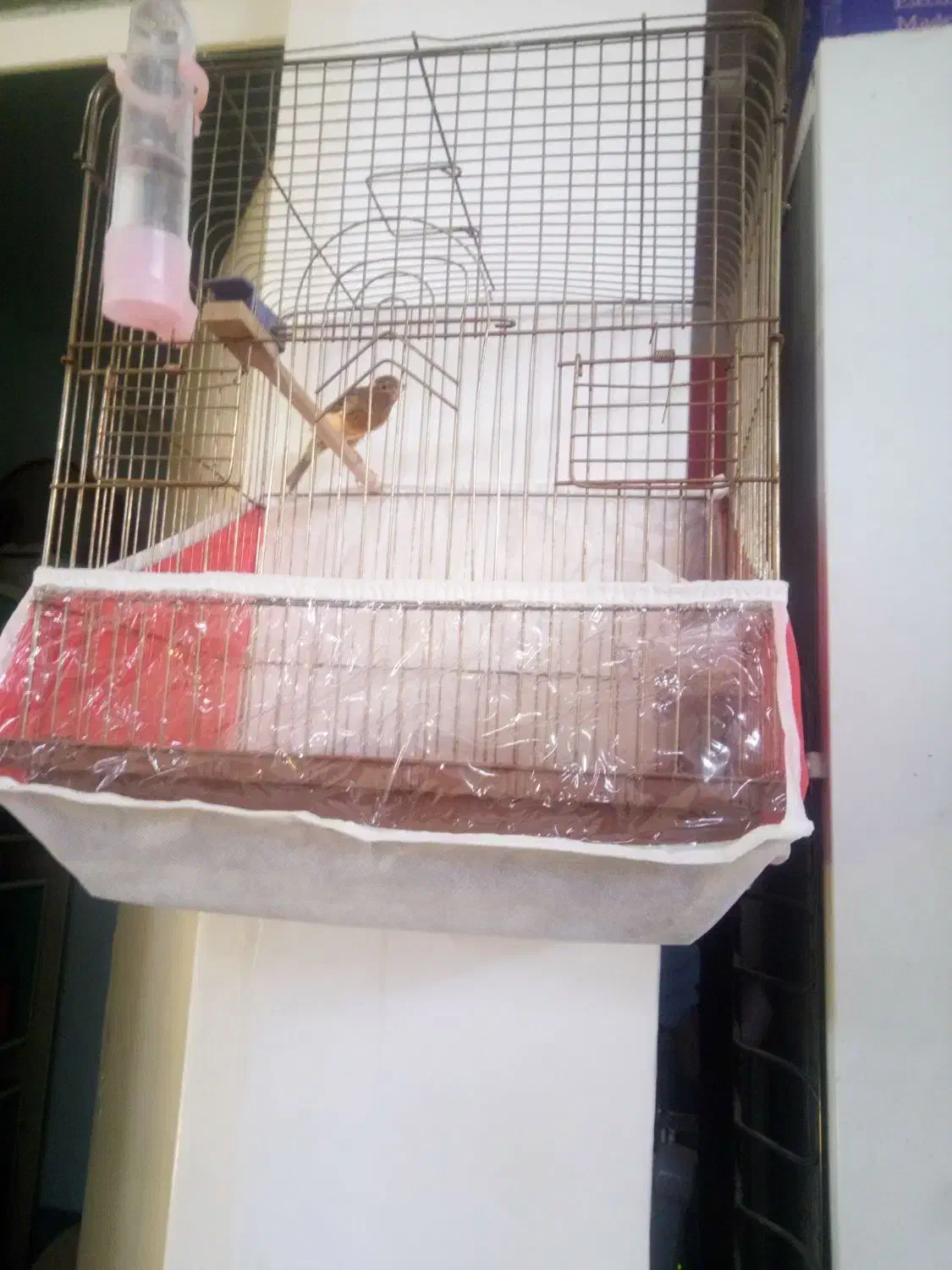 یک عدد قناری نر|پرنده|تبریز, |دیوار