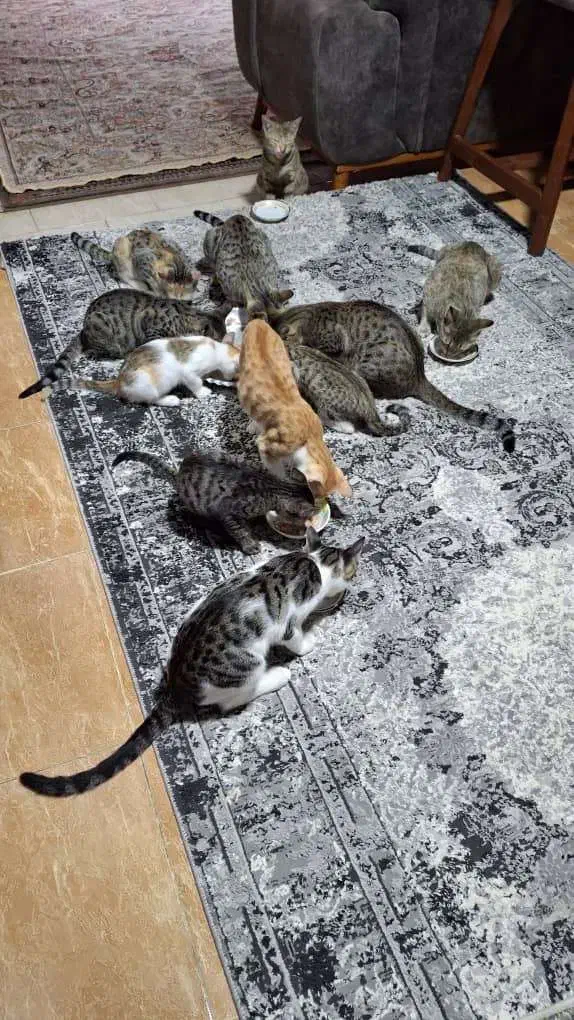 واگذاری رایگان گربه|گربه|نوشهر, |دیوار