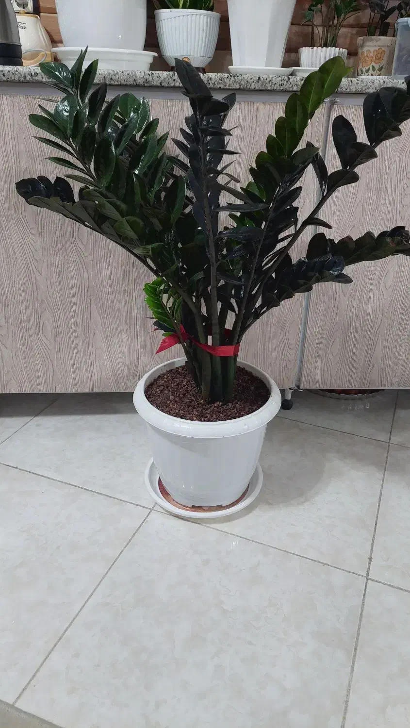 زاموفیلیا بلک|گل و گیاه طبیعی|شاهین‌شهر, فردوسی|دیوار