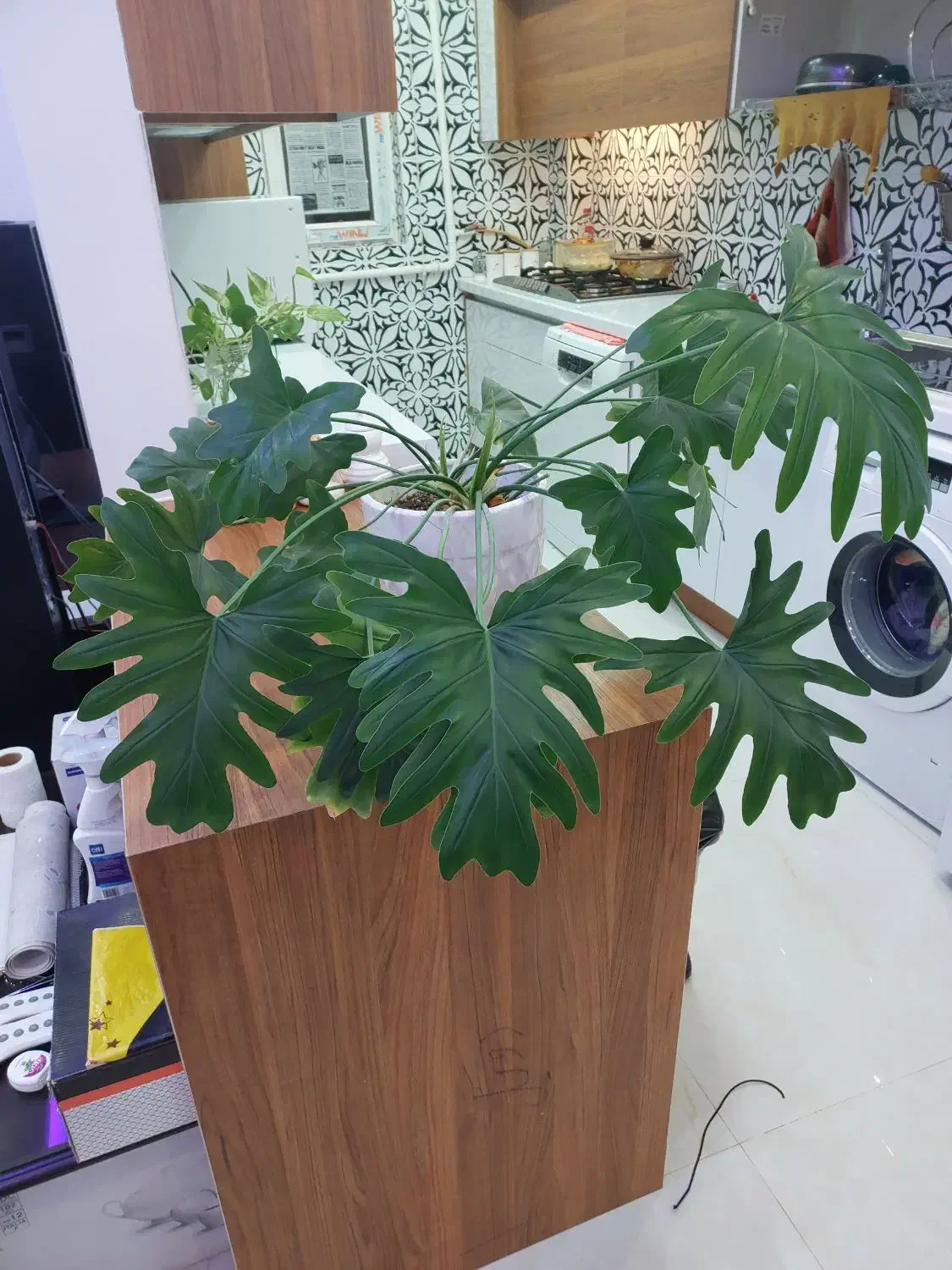 گل برگ انجیری|گل و گیاه طبیعی|پردیس, فاز ۹|دیوار