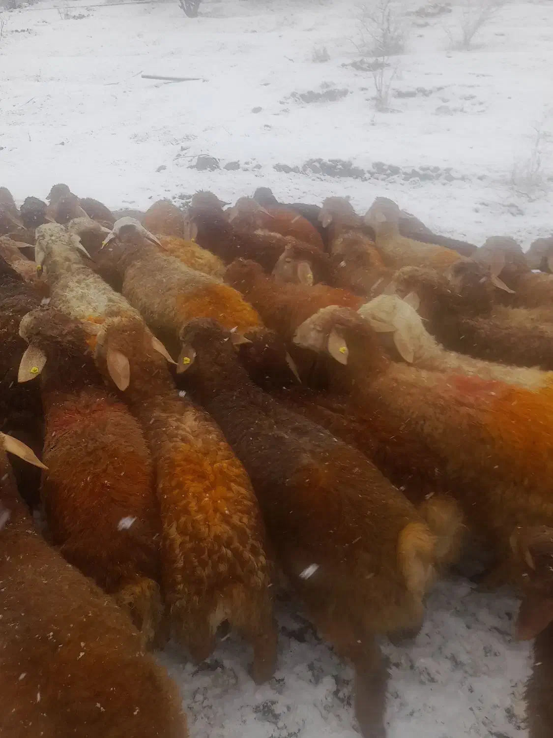 گوسفند  با قصاب درمحل  زند ه در چیتگر دهکده دریاچه|حیوانات مزرعه|تهران, شهرک استقلال|دیوار