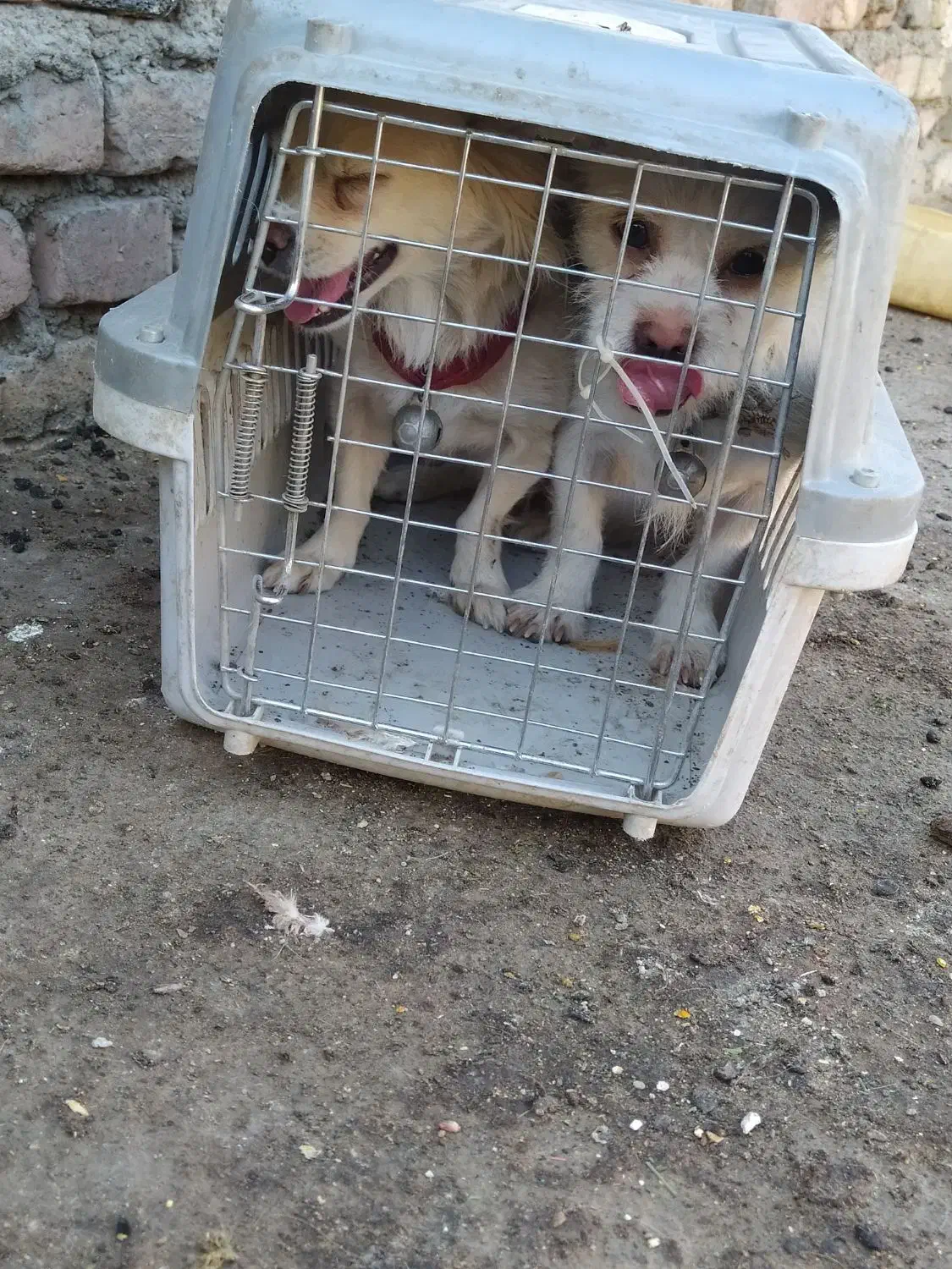 واگذاری سگ خانگی|سگ|زاهدان, |دیوار