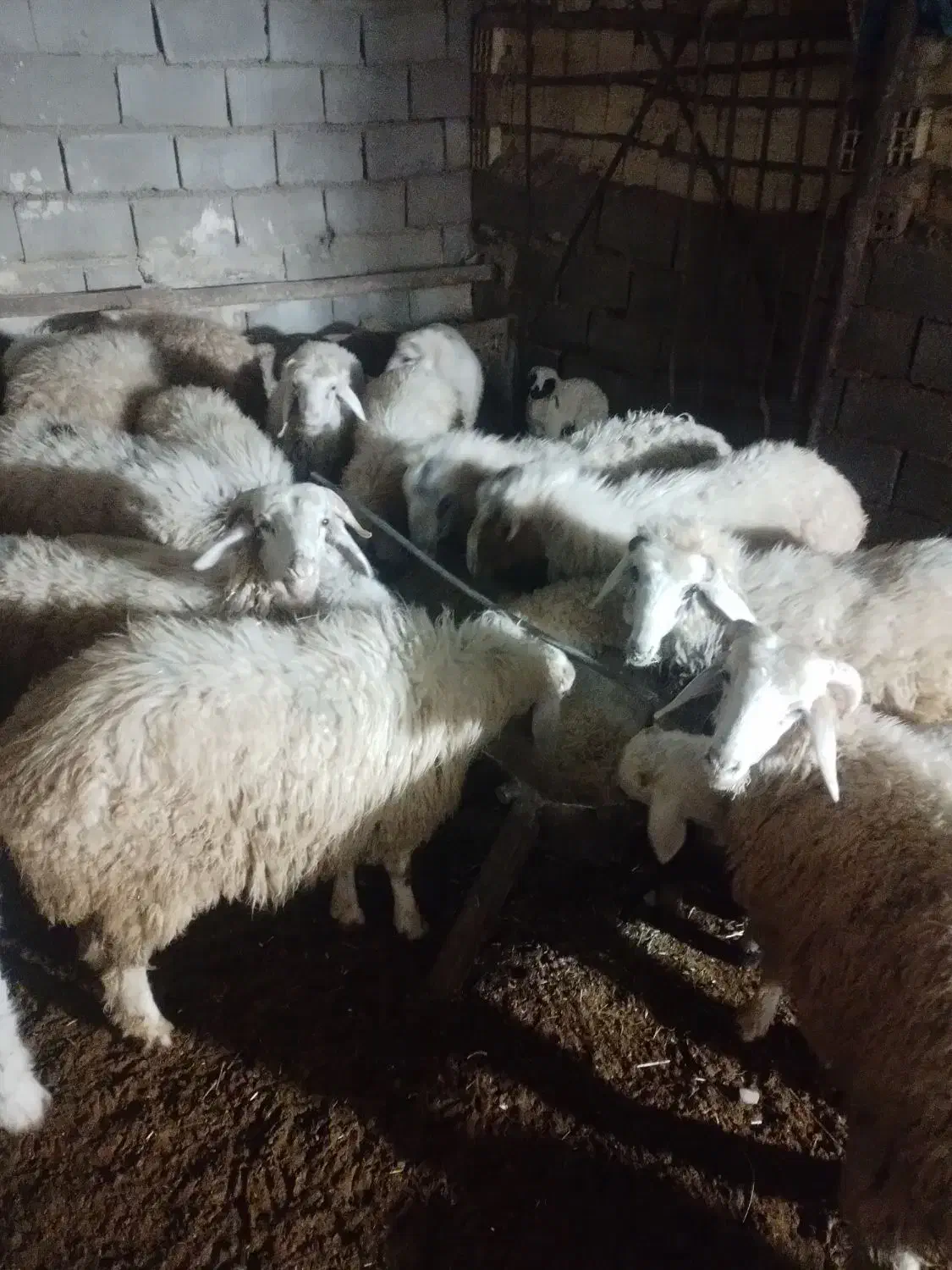 بره نر و ماده|حیوانات مزرعه|رفسنجان, |دیوار