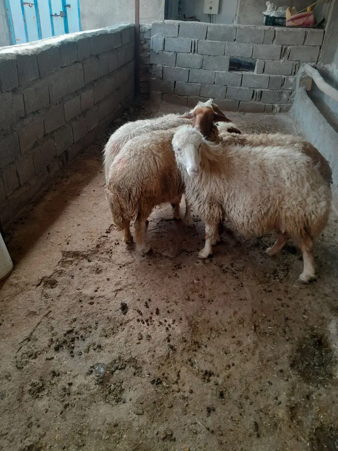 میش پیر|حیوانات مزرعه|مهران (ایلام), |دیوار