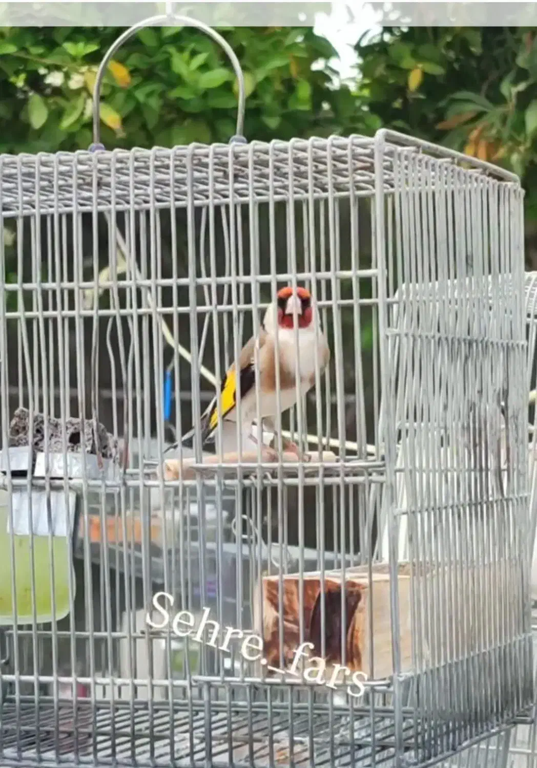 سهرهنرسرسیاه|پرنده|شیراز, لاله|دیوار