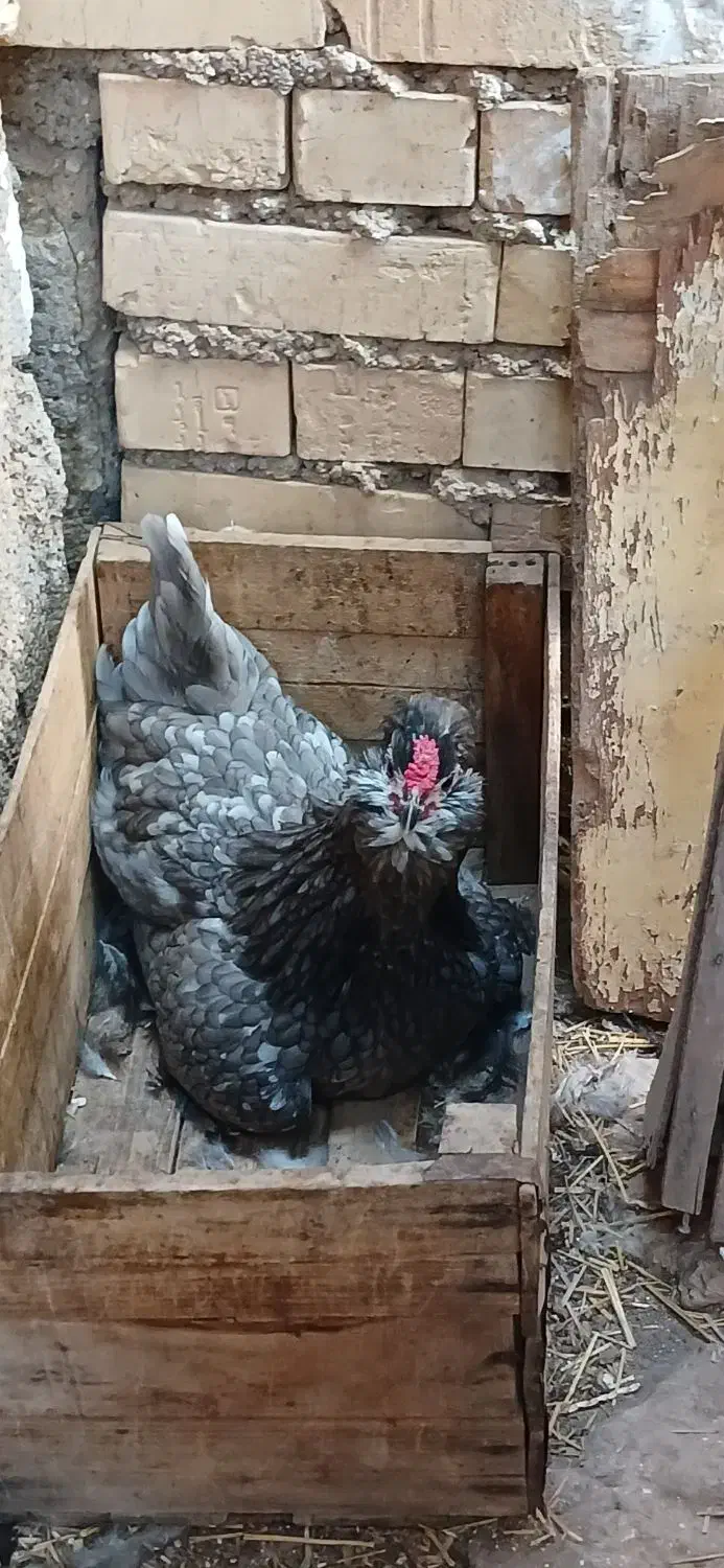 تخم گلین ریشو|حیوانات مزرعه|اهواز, اسلام آباد غربی|دیوار