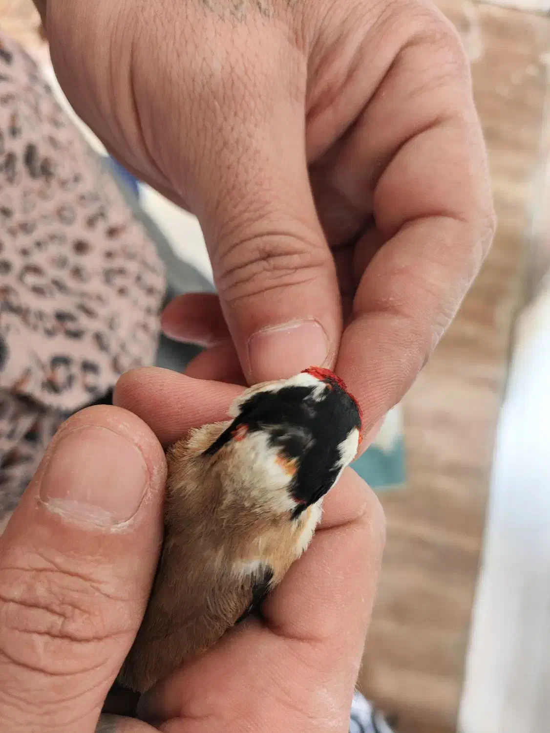 سهره چهار گل نما|پرنده|مهران (ایلام), |دیوار