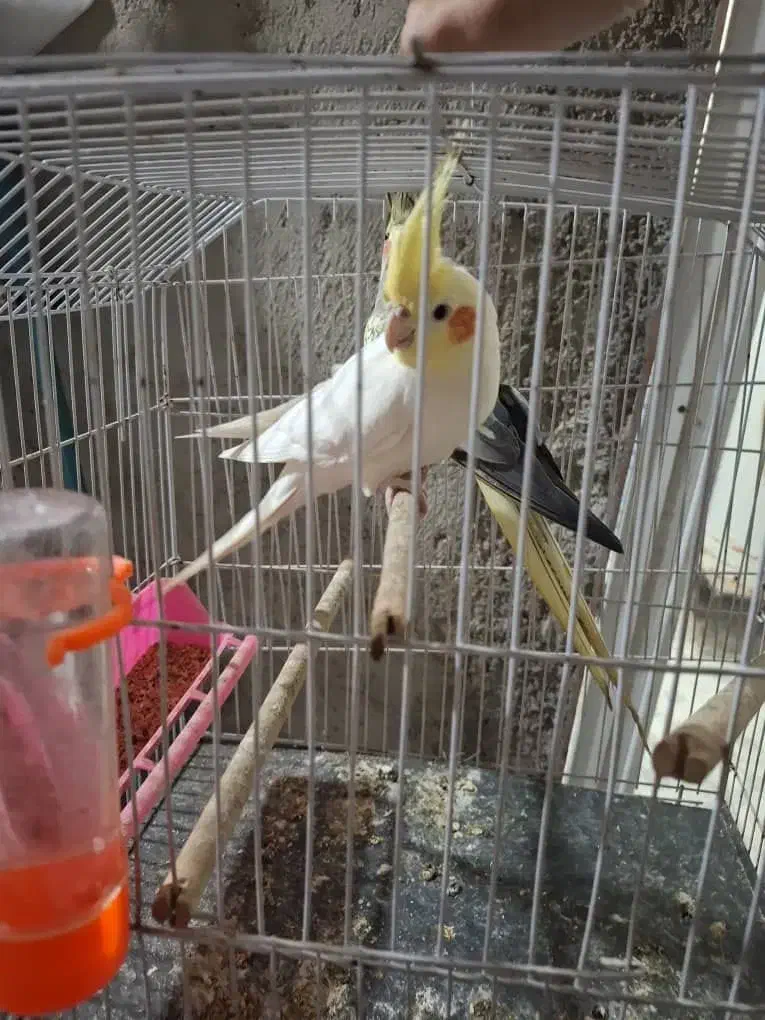 عروس هلندی|پرنده|بندر ماهشهر, |دیوار